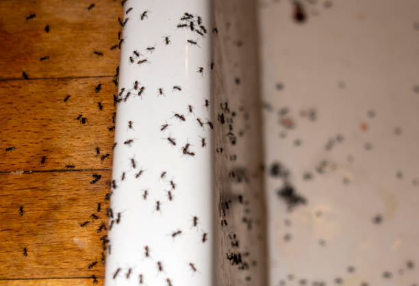 Best Residential Pest Control  in Pennsboro, WV