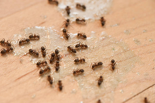Best Bed Bug Extermination  in Pennsboro, WV