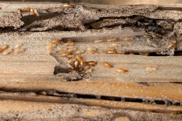 Best Local Pest Control Services  in Pennsboro, WV